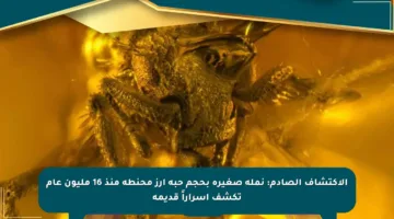 الاكتشاف الصادم: نملة صغيرة بحجم حبة أرز محنطة منذ 16 مليون عام تكشف أسراراً قديمة